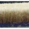 thumbnail image 1 of Coker 227 Oats Seed - 50 Lbs., 1 of 1