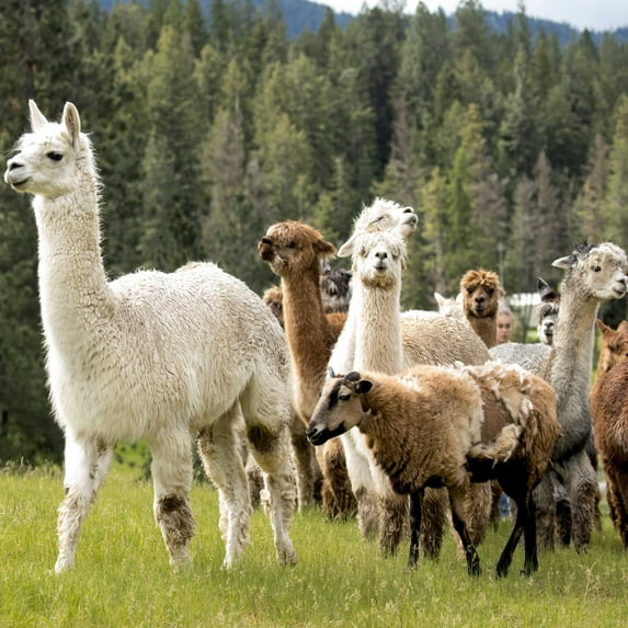 Cold Climate Horse Pasture Seed - 50 LBS