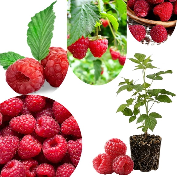 Cold Hardy Raspberry Plants Live for Planting, 6-8 Months Old Raspberry Bushes Live Plant, 5-9" Ready to Plant, Dormant in Winter, Caroline Variety
