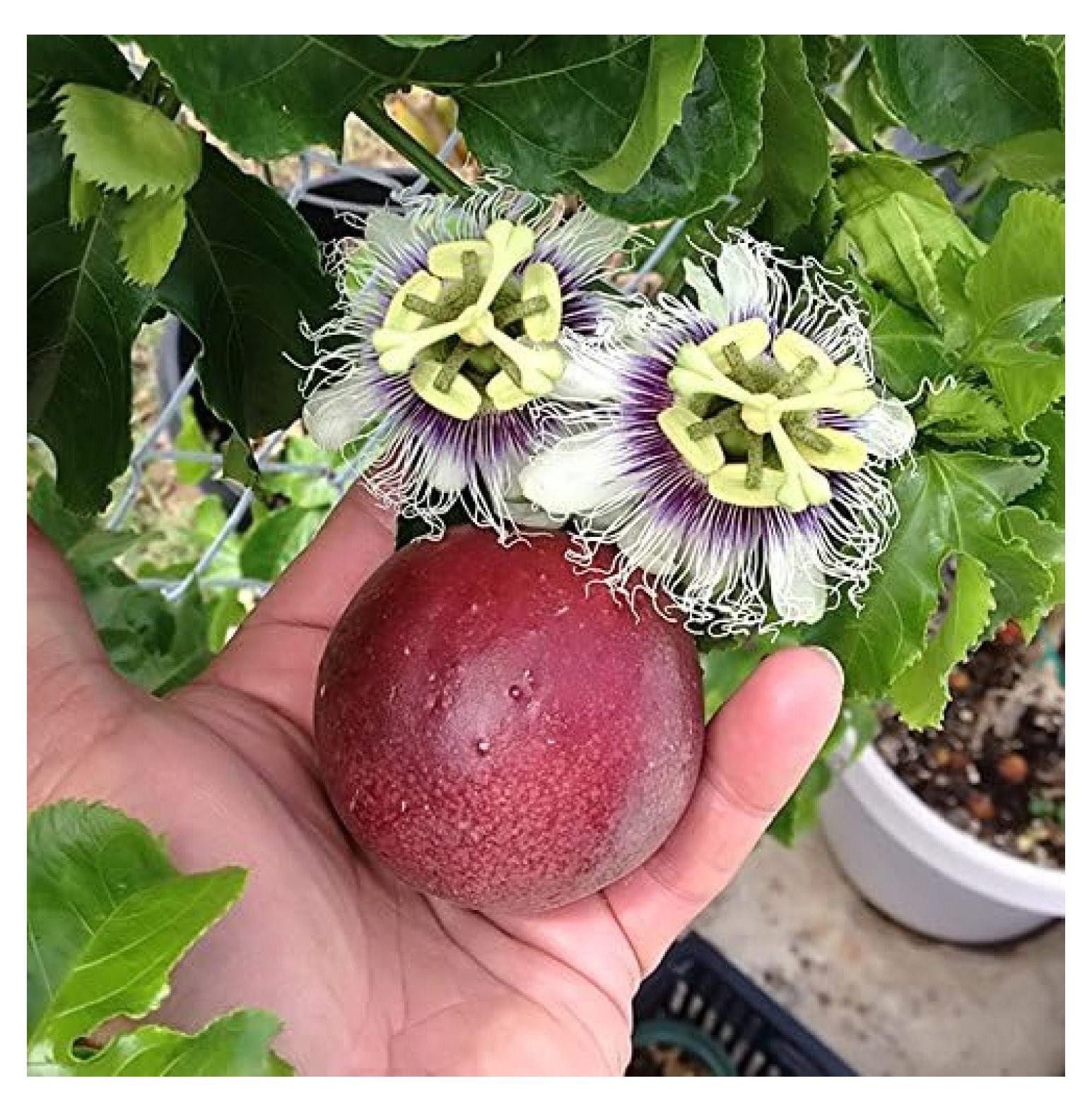 Cold Hardy 'Red Rover' Edible Passiflora Edulis Edible Purple Passion