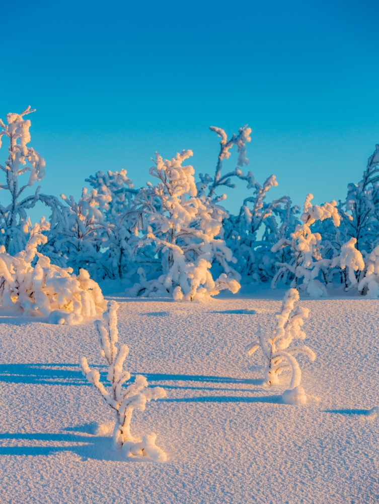 Cold winter in Lapland Sweden with temperatures -47 celsius Canvas Art - Panoramic Images (12 x 16)