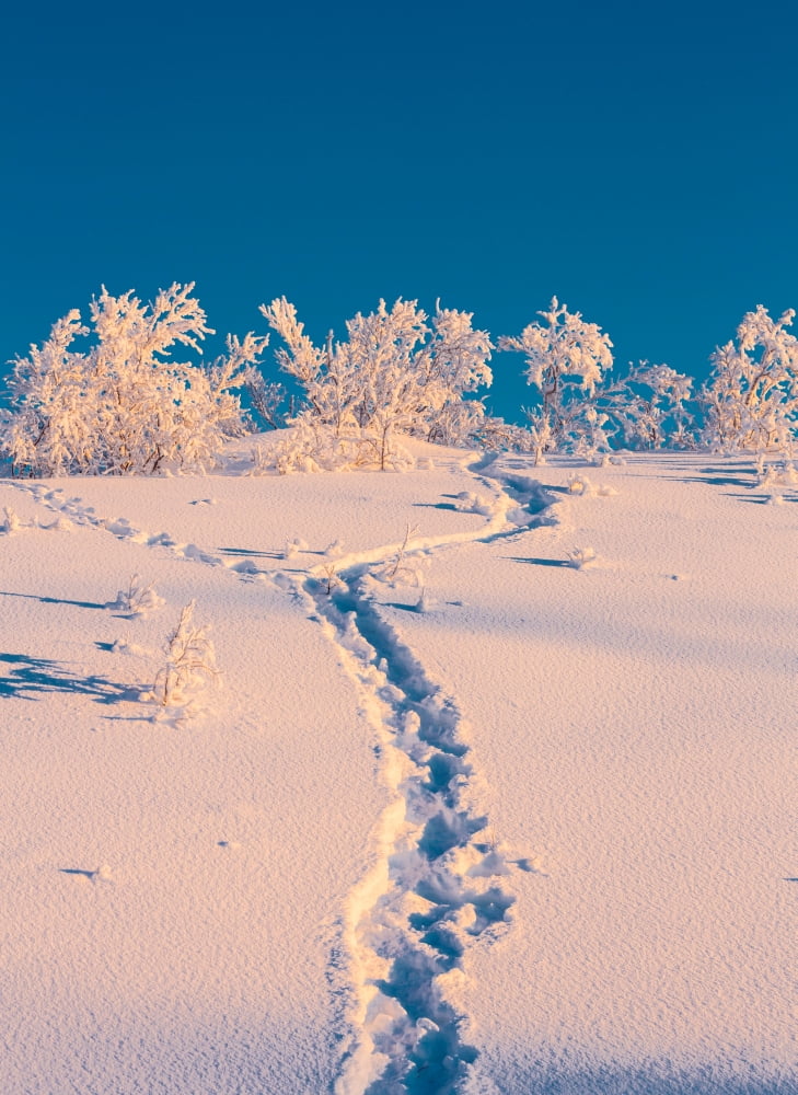 Cold winter in Lapland Sweden with temperatures -47 celsius Canvas Art - Panoramic Images (36 x 12)