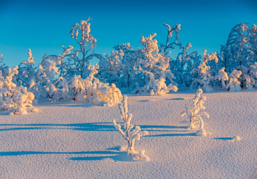 Cold winter in Lapland Sweden with temperatures -47 celsius Canvas Art - Panoramic Images (36 x 24)
