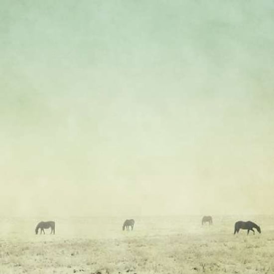 Colder Horses Canvas Art - Roberta Murray (24 x 24)
