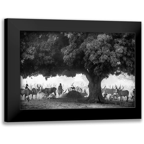 Cole, Trevor 14x11 Black Modern Framed Museum Art Print Titled - The Mango Tree