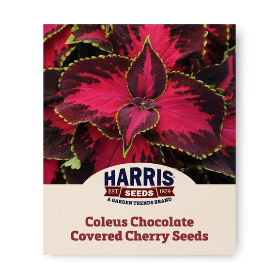Harris Seeds Coleus Chocolate Covered Cherry, Ornamental Foliage Plant, 25 Count