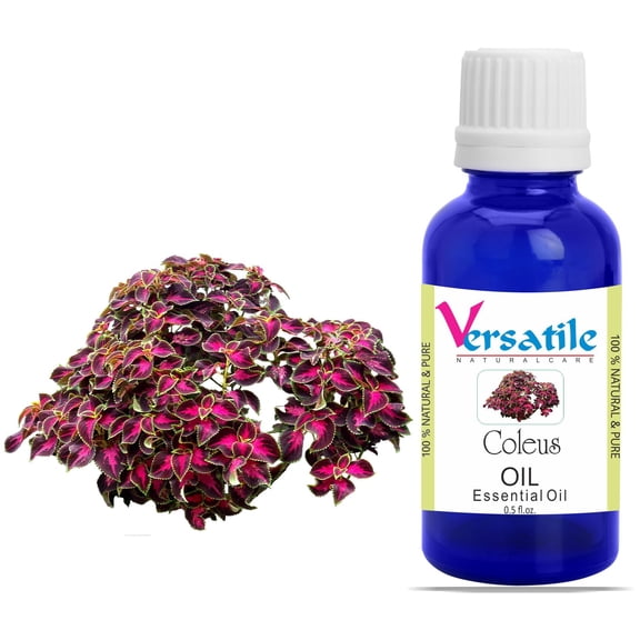 Coleus Oil Essential Oils 100% Pure Natural Aromatherapy Oils 3ML-1000ML