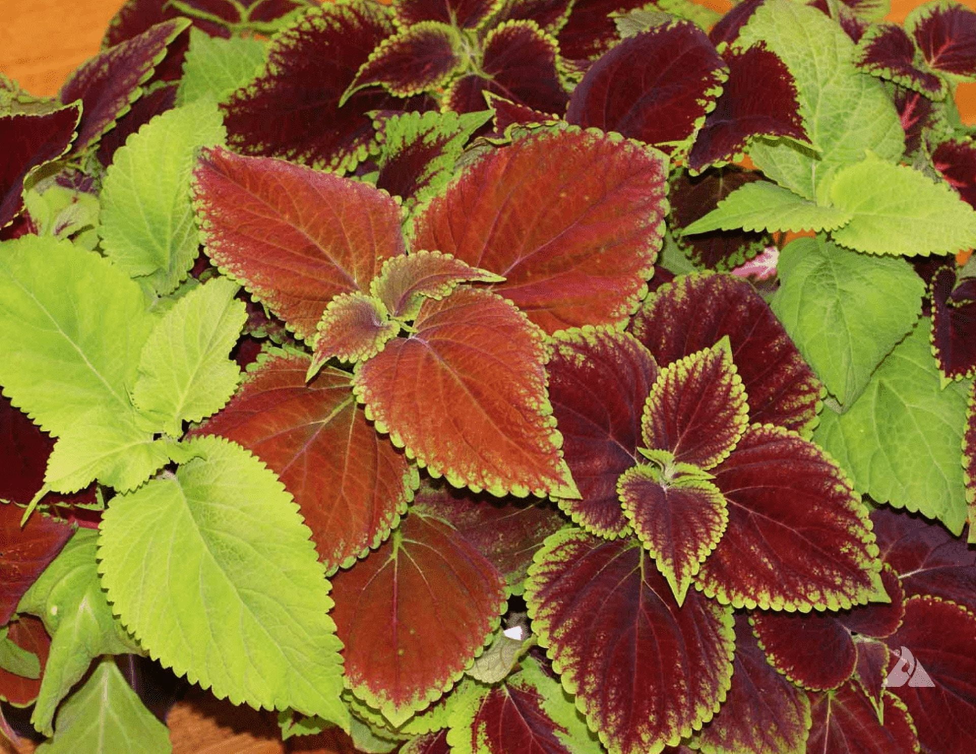 100+ Coleus Rainbow Mix Seeds – Solenostemon Scutellarioides – USA Free Ship Buy2Get1Free