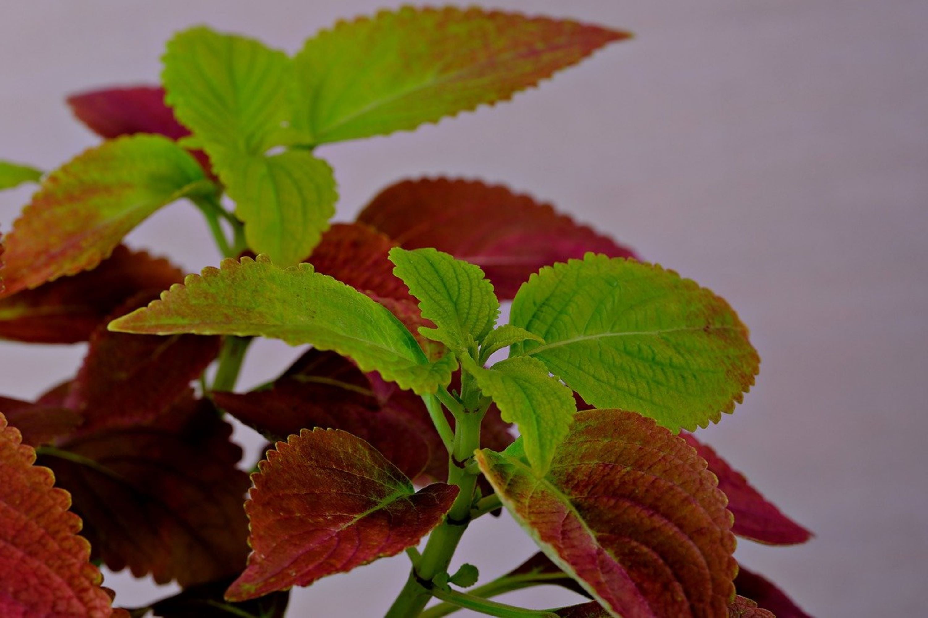 100 Graines Coleus Rainbow Mix - Plante D'intérieur Annuelle Colorée - Facile à Cultiver - Semis Décoratif - 12
