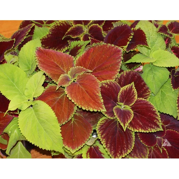 Coleus Rainbow Mix Shade Mix Seed Bundle Shade Garden Non-GMO