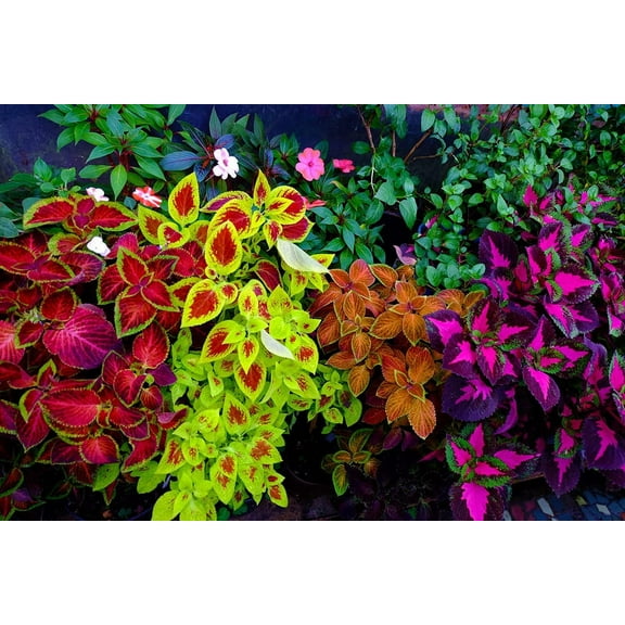 Coleus Rainbox Mix Seeds - 100+ Seeds for Planting - Vibrant Blooms, Great for Shade or Indoors -Ships from Iowa, USA