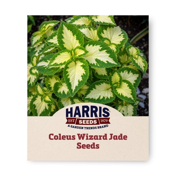 Harris Seeds Wizard Jade Coleus, Ivory and Green Foliage for Containers, Shade Gardens and Bedding Plants, 500 Count