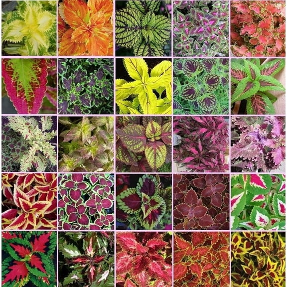 Coleus blumei Rainbow Mix 250 seeds Beautiful Foliage Eye catching