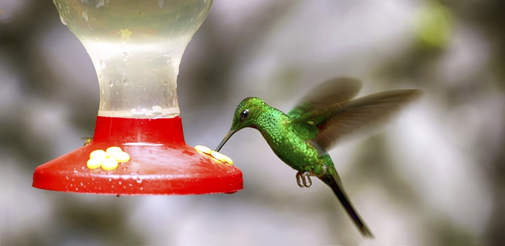 Colibri hummingbird on bird feeder Costa Rica Canvas Art - Panoramic Images (27 x 9)