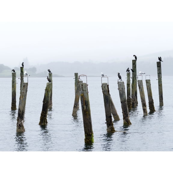 Colin Old Pier Salen Isle Mull Scotland Photo Extra Large XL Wall Art Poster Print