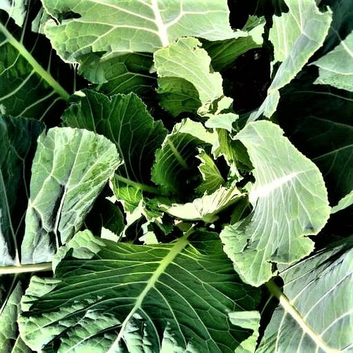 Collard Green Seed, Champion, Heirloom, Non GMO, 200 Seeds, Greens