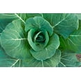 thumbnail image 1 of Collard Green Seeds for Planting - 100 Georgia Collard Seeds - Hi Yield and Great Taste, 1 of 3