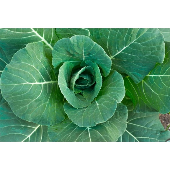Collard Green Seeds for Planting - 100 Georgia Collard Seeds - Hi Yield and Great Taste