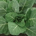thumbnail image 1 of Papaw's Garden Supply LLC, "Helping the Next Generation Grow!" Champion Collard Seeds 1000 Ct Pack, 1 of 5