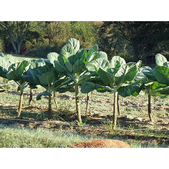 Collard Greens Seed, Morris Heading, Heirloom, Non GMO, 100 Seeds Collard Green