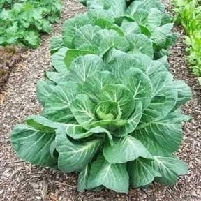 Collard Greens Seed, Vates, Heirloom, Non GMO, 500 Seeds, Collard Green