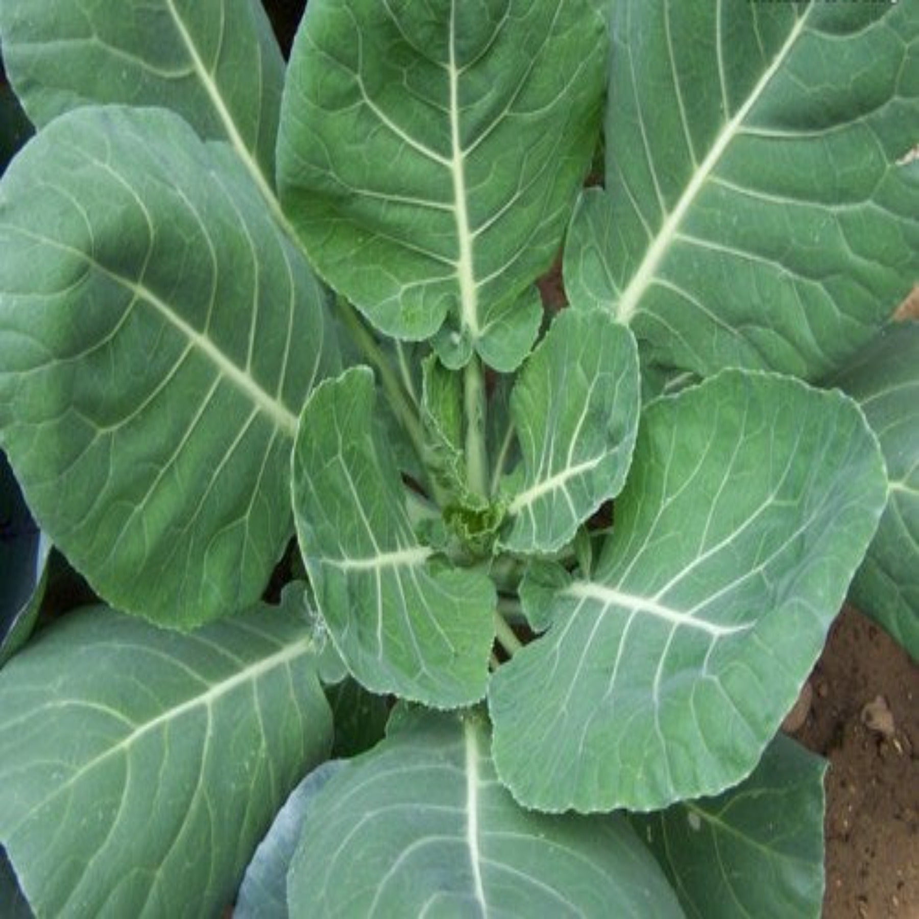 Vates Collards Seeds - 1 Oz - Heirloom Microgreens & Collard Greens Vegetable Gardening Seeds Slow Bolt Frost Resistant