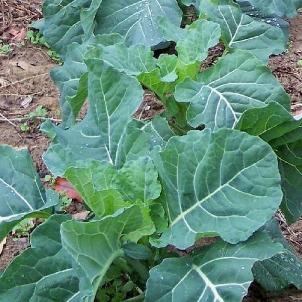 Collard Seeds Southern 1/4 Pound Vegetable Seeds
