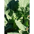thumbnail image 1 of Collards Morris Heading Great Heirloom Vegetable 1,300 Seeds, 1 of 1