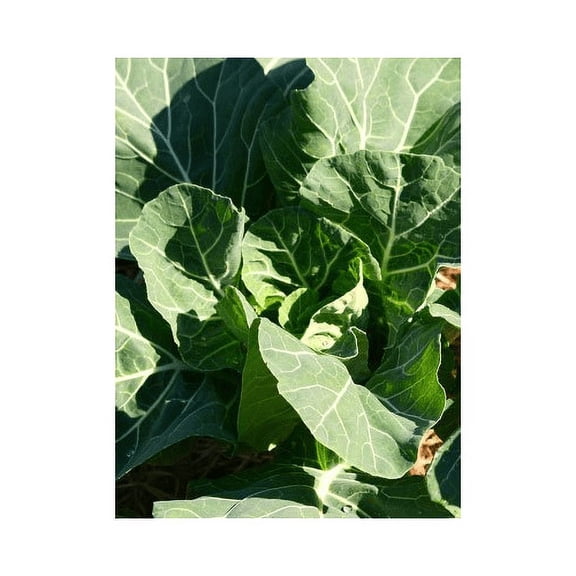 Collards Morris Heading Great Heirloom Vegetable by Seed Kingdom Bulk 1/4 Lb Seeds