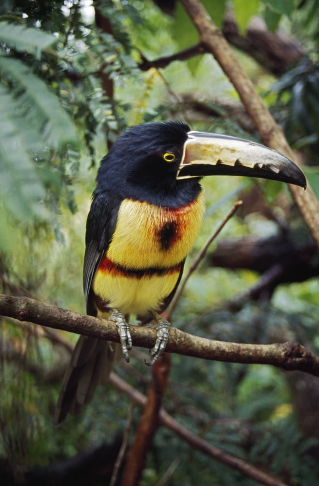 Collared Aracari (Pteroglossus Torquatus)On Tree Branch Belize Canvas Art - David Ponton Design Pics (12 x 19)