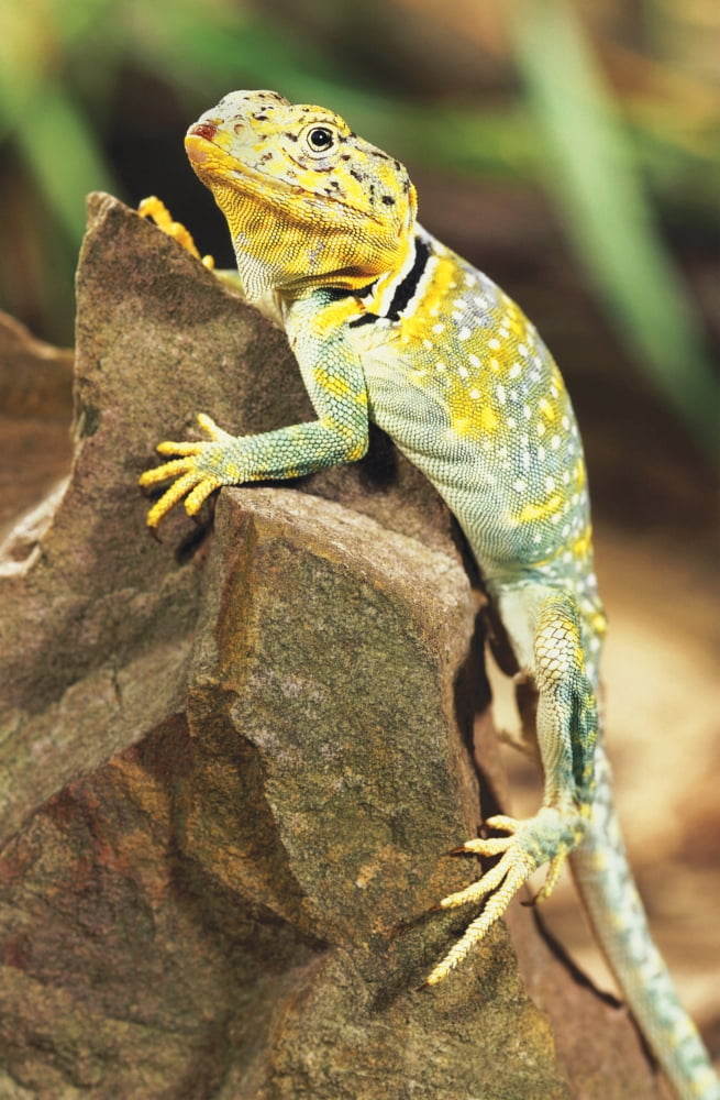 Collared Lizard Canvas Art - John Pitcher Design Pics (11 x 17)