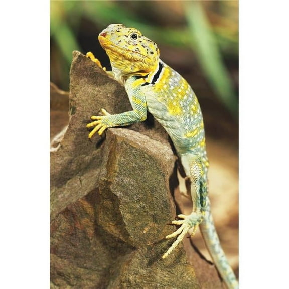 Collared Lizard Poster Print by John Pitcher, 11 x 17