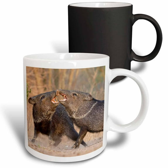 3drose, Collared Peccary Bird Fighting, Texas, Usa - Us44 Ldi0832 - Larry Ditto, 11oz Magic Transforming Mug