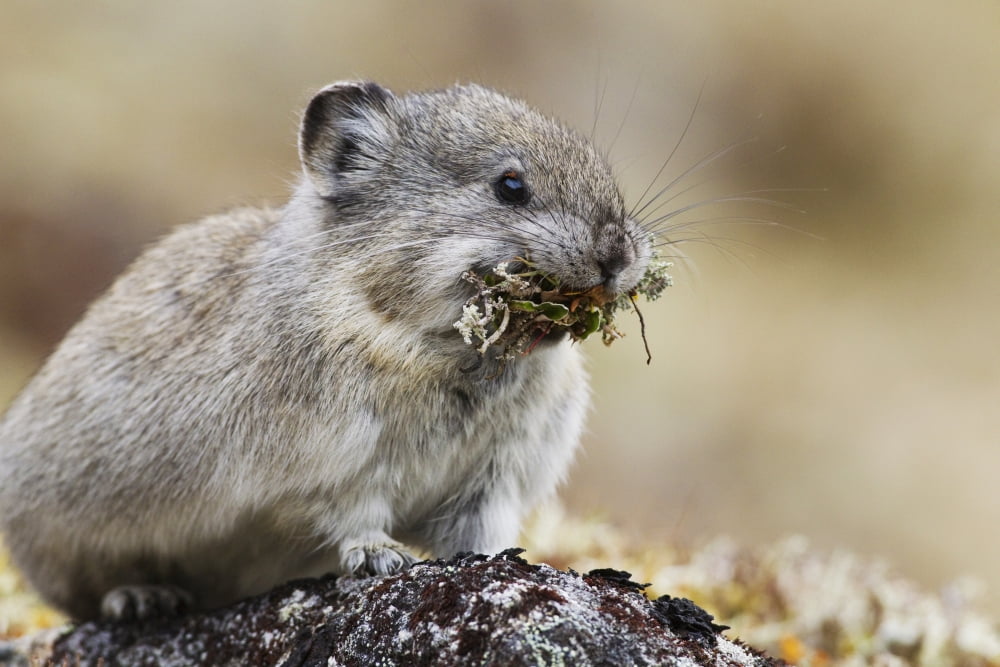 Collared Pika Carrying Mouth Full Of Lichen To Store In Haystack For Winter Forage Hatcher Pass Talkeetna Mountains Southcentral Alaska Autumn Canvas Art - Milo Burcham Design Pics (19 x 12)