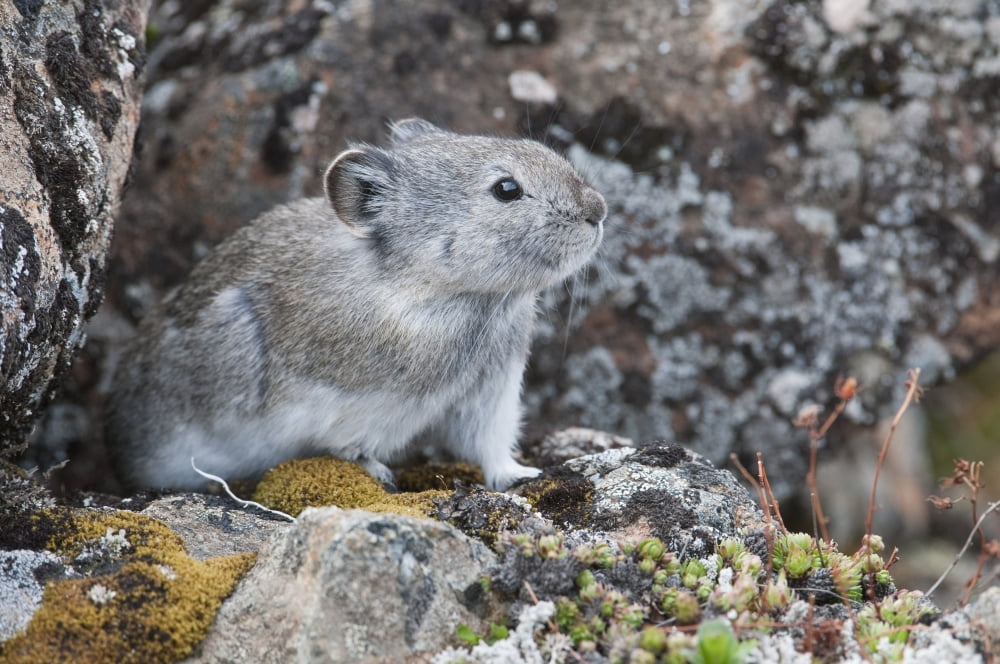 Collared Pika Sits In Rockpile Near Eielson Visitor Center In Denali National Park And Preserve Interior Alaska Spring Canvas Art - Kenneth Whitten Design Pics (19 x 12)
