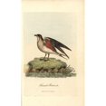thumbnail image 1 of Collared Pratincole, Glareola Pratincola Poster Print By ® Florilegius Mary Evans (24 X 36), 1 of 3