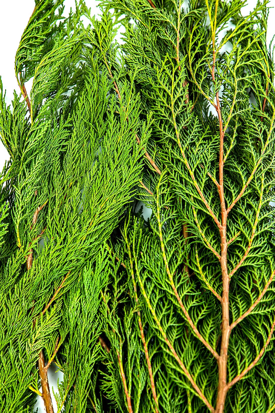 Collection By Tiffany Fresh Christmas Greens Garland Wreath Cedar Noble