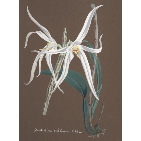 Collection d'Orchide c.1900 Dendrobium Amboinense Poster Print by Unknown (24 x 36)