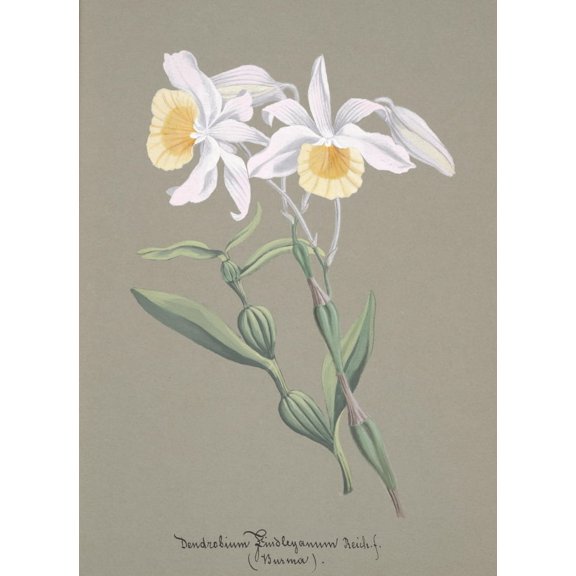 Collection d'Orchide c.1900 Dendrobium Findleyanum Poster Print by Unknown (24 x 36)