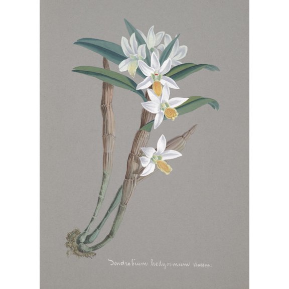 Collection d'Orchide c.1900 Dendrobium Hedyosmum Poster Print by Unknown (24 x 36)
