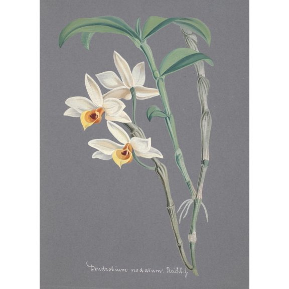 Collection d'Orchide c.1900 Dendrobium Modatum Poster Print by Unknown (24 x 36)