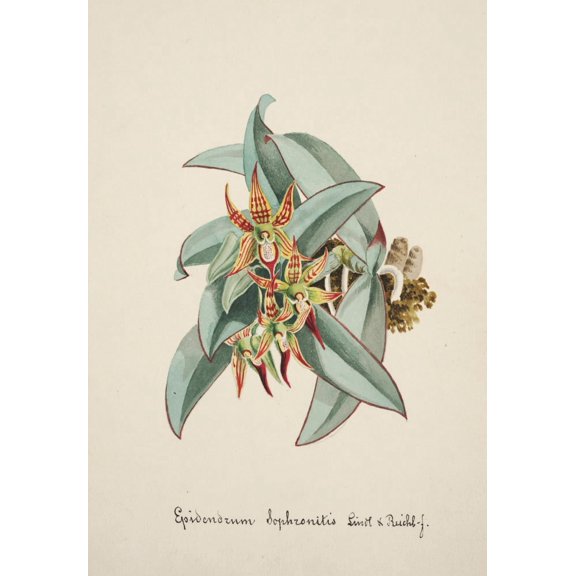 Collection d'Orchide c.1900 Epidendrum Poster Print by Unknown (24 x 36)