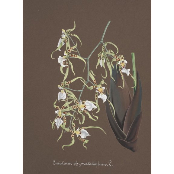 Collection d'Orchide c.1900 Oncidium Poster Print by Unknown (24 x 36)