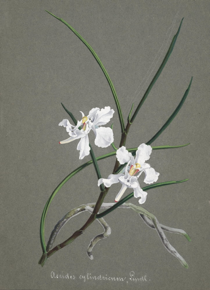 Collection dOrchide c1900 Aerides Cylindricum Canvas Art - Unknown (18 x 24)