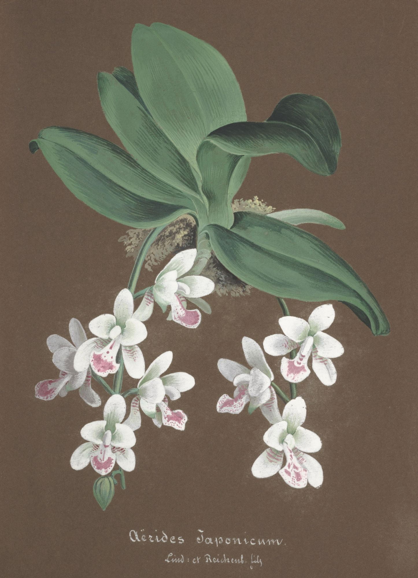 Collection dOrchide c1900 Aerides Japonicum Canvas Art - Unknown (18 x 24)