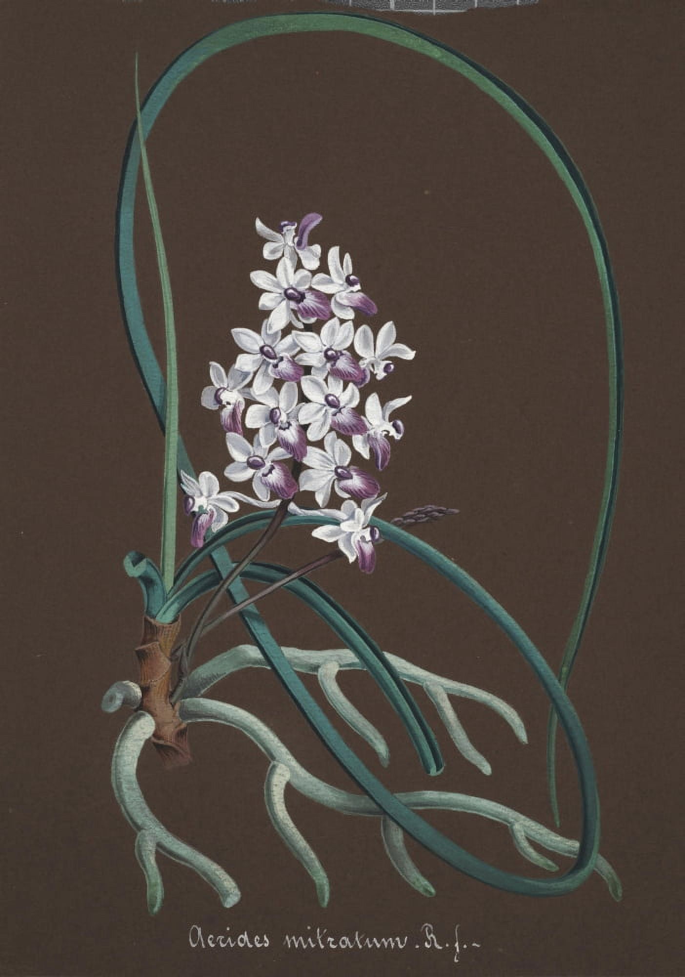 Collection dOrchide c1900 Aerides Mitratum Canvas Art - Unknown (24 x 36)