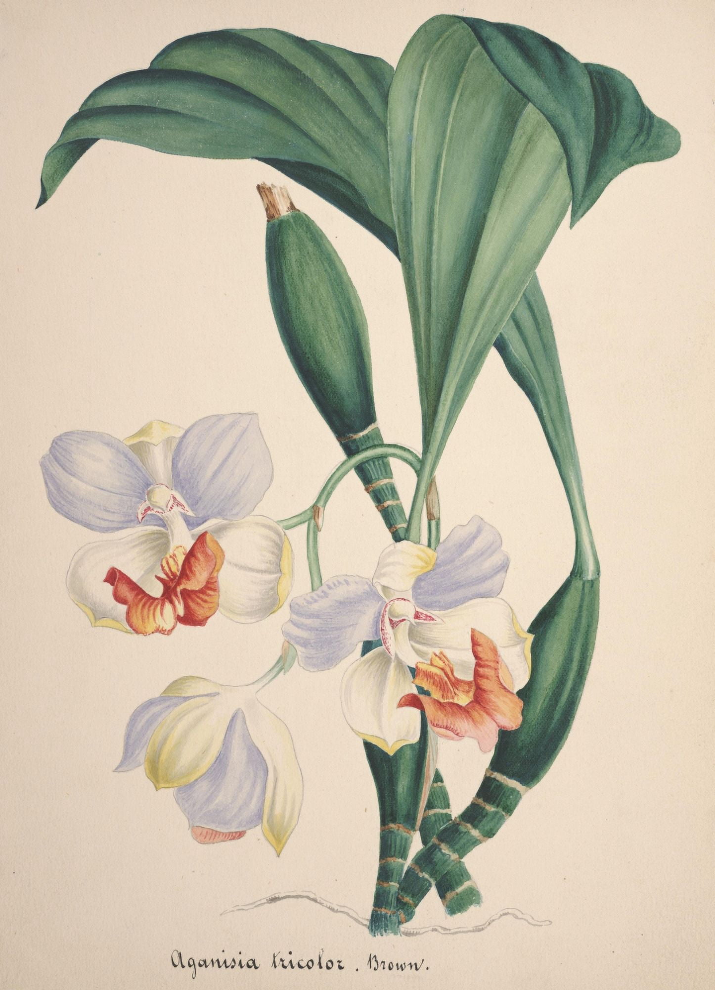 Collection dOrchide c1900 Aganisia Tricolor Canvas Art - Unknown (24 x 36)