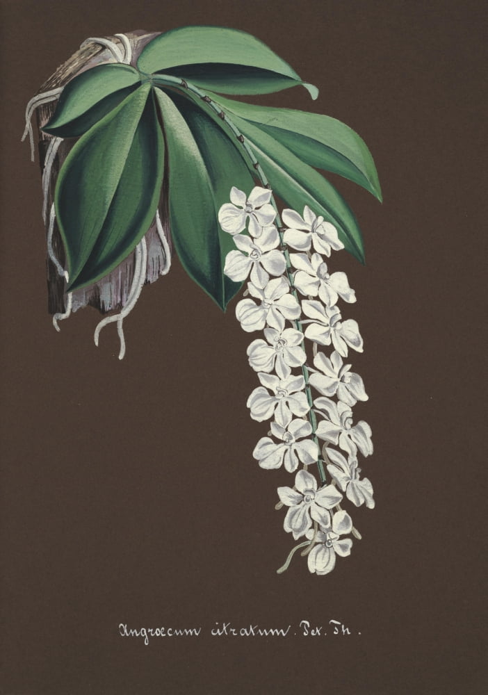 Collection dOrchide c1900 Angroecum Citratum Canvas Art - Unknown (24 x 36)