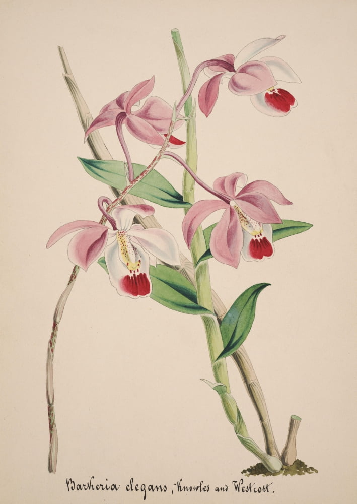 Collection dOrchide c1900 Barleria Elegans Canvas Art - Unknown (24 x 36)