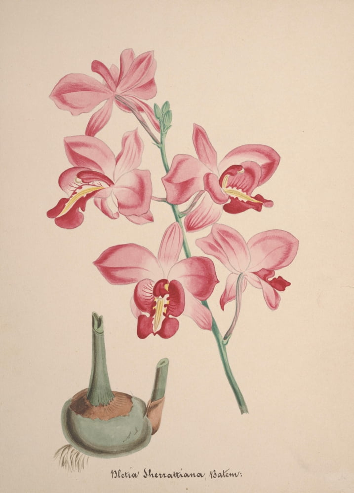 Collection dOrchide c1900 Bletia Catenulata Canvas Art - Unknown (24 x 36)